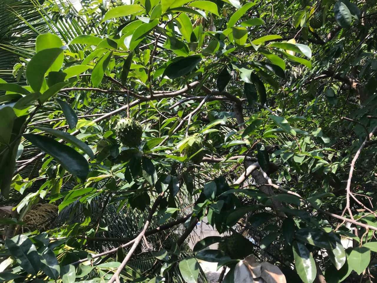 Suwani Pinnawala Homestay Buitenkant foto