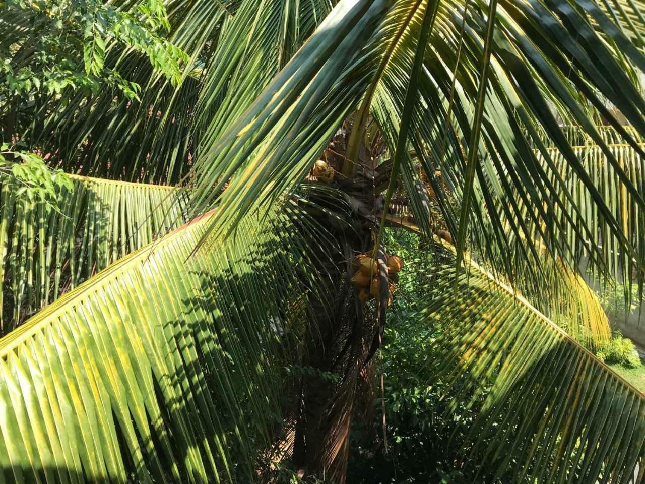Suwani Pinnawala Homestay Buitenkant foto